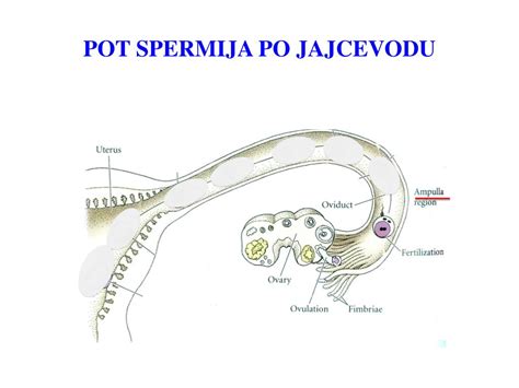 Ilustracija srečanja spermija in jajčeca v jajcevodu
