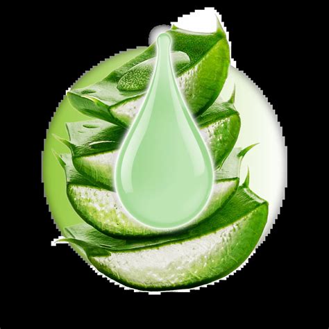Ilustracija rastline Aloe Vera z detajli listov in cvetov