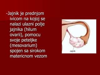 Anatomija ženskih rodil z označenimi jajčniki in jajcevodi