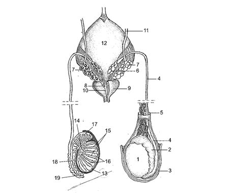 moški reproduktivni organ diagram