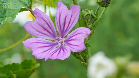 Diagram, ki prikazuje glavne sestavine Galex čaja in njihove koristi