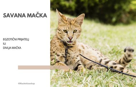 Mačka in nosečnost