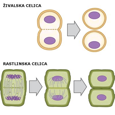 Ilustracija celice, ki prikazuje DNK in celično delitev