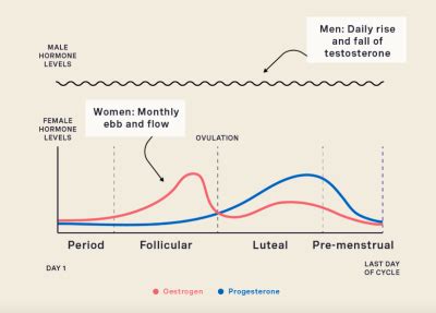 Diagram, ki prikazuje hormonski cikel ženske in čas testiranja nosečnosti