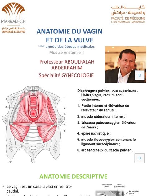 diagram anatomije ženskega medeničnega območja z oznako vulve in vagine