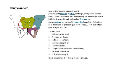 Anatomija medenice in sramne simfize