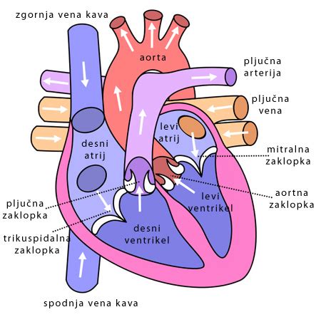 Diagram človeškega možganskega žilnega sistema