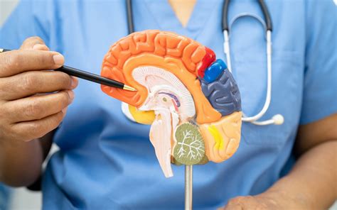 Diagram možganov s poudarjenimi predelki, povezanimi z odtokom likvorja.