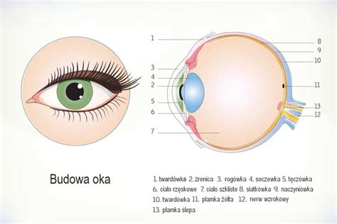 Infografika, ki prikazuje normalno oko in oko z retrakcijo zgornje veke.