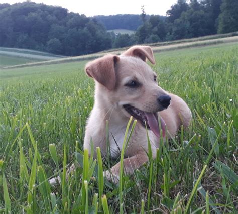 mlada psička pred veterinarjem
