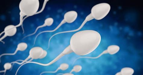 Graf, ki prikazuje preživetje spermijev v ženskem telesu v primerjavi s časom do ovulacije.