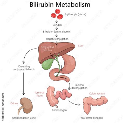 Diagram razgradnje hemoglobina v bilirubin