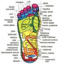 Diagram telesa nosečnice z označenimi notranjimi organi