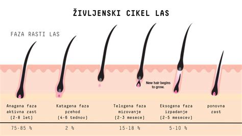 Diagram cikla rasti las: anagena, katagena in telogena faza