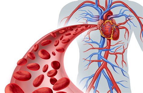 Diagram prikazuje pretok krvi skozi posteljico in popkovino