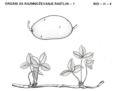 Primeri nespolnega razmnoževanja pri rastlinah in živalih