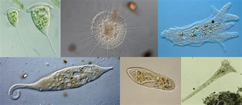 različni mikroorganizmi, ki povzročajo drisko