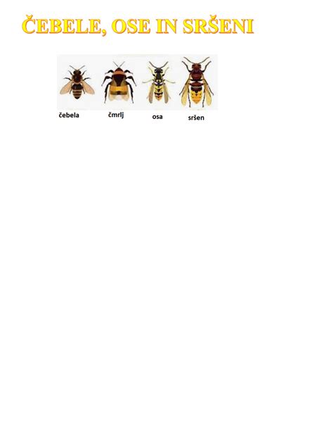 Diagram žela čebele in ose