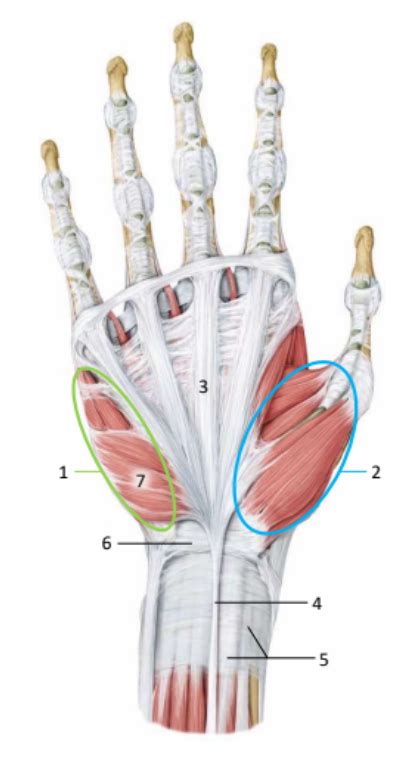 Diagram analne mišice zapiralke