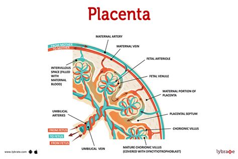 Diagram vrst placente previe