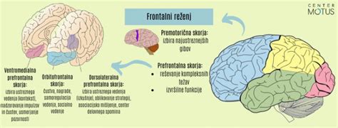 Diagram razvoja možganov ploda