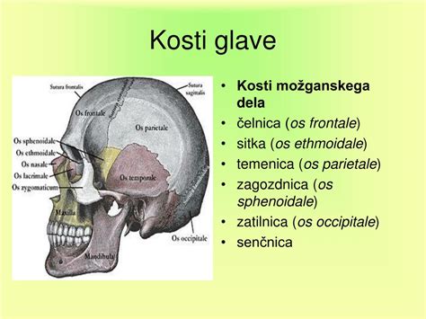 Diagram prikazuje lobanjske kosti dojenčka