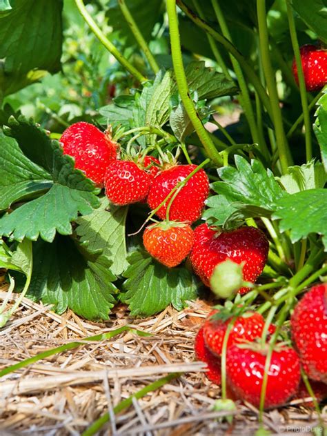 Sveže jagode na vrtu