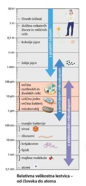 Primerjava velikosti ploda z različnimi sadeži in zelenjavo skozi nosečnost