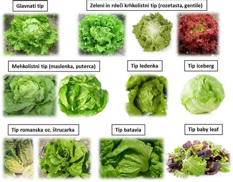 različne vrste solat z zeljem