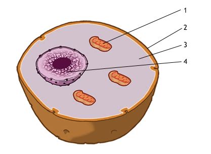Simbolična slika oploditve jajčne celice