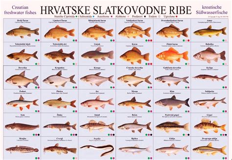 Različne vrste rib