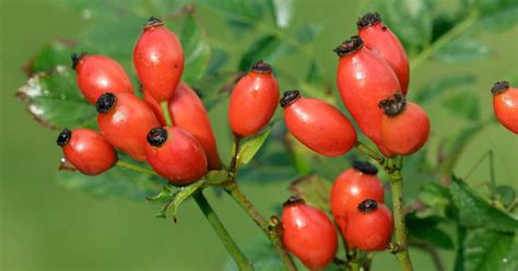 Ilustracija šipkovih plodov