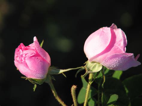 Ilustracija različnih pripravkov iz šipka