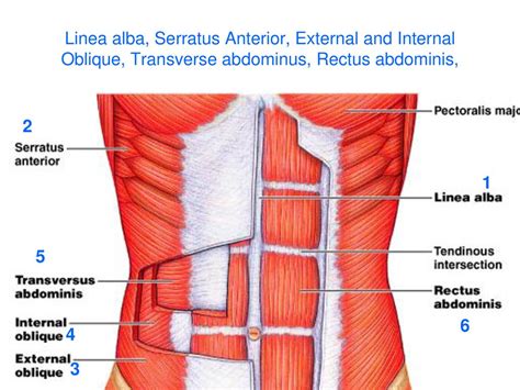 Ilustracija anatomije trebušnih mišic z označenimi m. rectus abdominis in linea alba