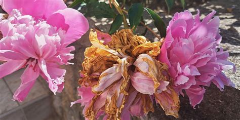 Oveneli cvet z odpadajočimi venčnimi listi