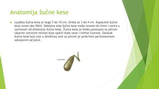 Natančna anatomija materničnih vezi