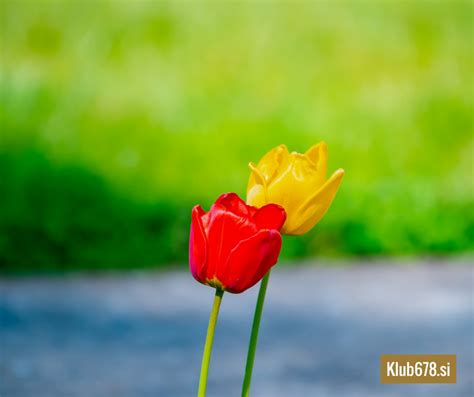 Simbolična upodobitev ženske, ki razmišlja o svoji odločitvi.