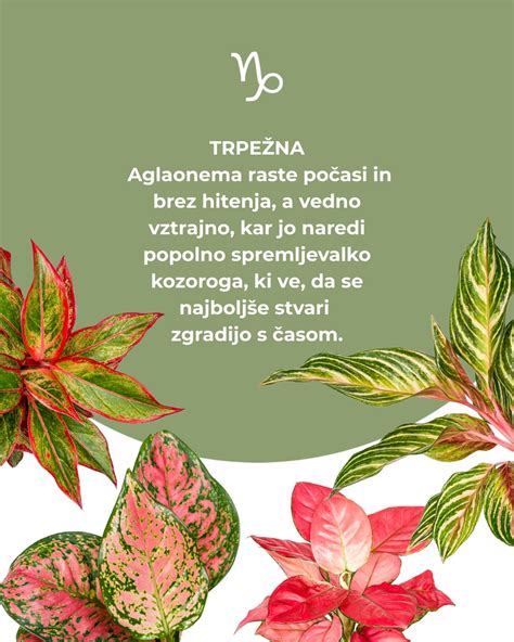 Simbolično upanje: roke, ki držijo majhno rastlino