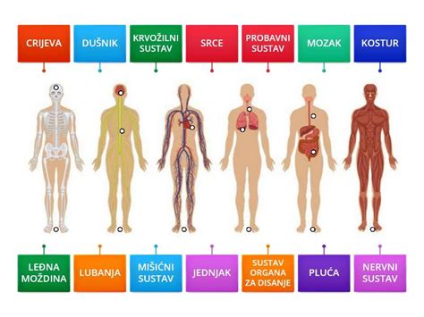 Diagram človeškega ravnotežnega organa