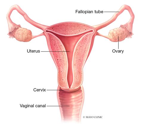 Ženska reproduktivni sistem z označenimi hormonskimi žlezami