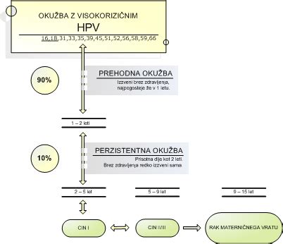 Diagram življenjskega cikla okužbe s HPV in razvoja raka materničnega vratu