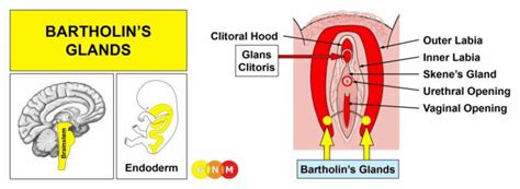 Diagram Bartholinove žleze