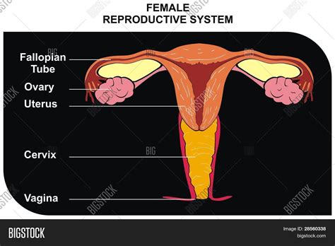 Diagram človeške vagine in reproduktivnega sistema