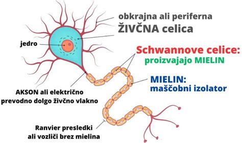 Diagram, ki prikazuje mielinsko ovojnico okoli živčnih vlaken in njen napad pri multipli sklerozi