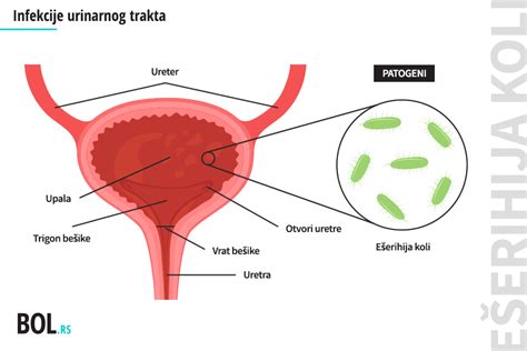 Diagram človeškega urinarnaga trakta