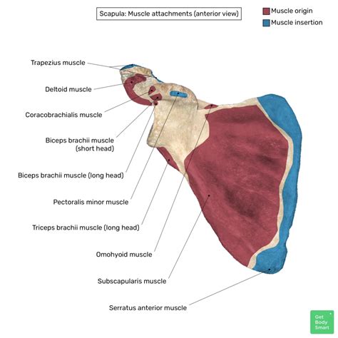 diagram anatomije grla