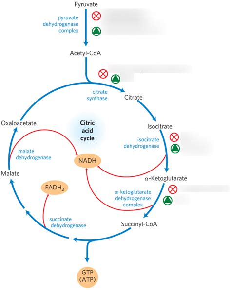Diagram hormonskega cikla las