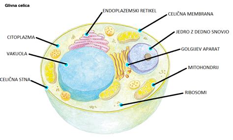 Shema človeške celice