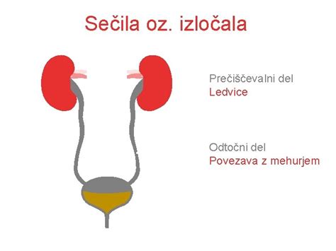 Diagram nosečnice z označenim plodovnim mehurjem in plodovnico
