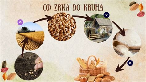 Grafikon, ki prikazuje potek zdravljenja volčjega zrna, od domačih metod do kirurškega posega